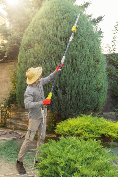 Tree Root Removal